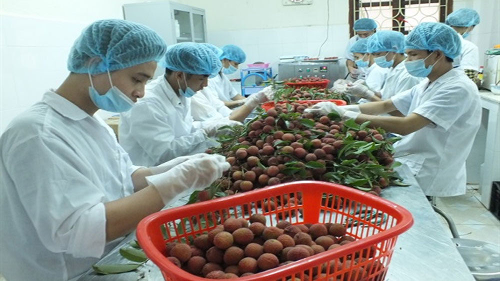 Bắc Giang kết thúc nhiệm vụ vải thiều 2018 với nhiều kỷ lục