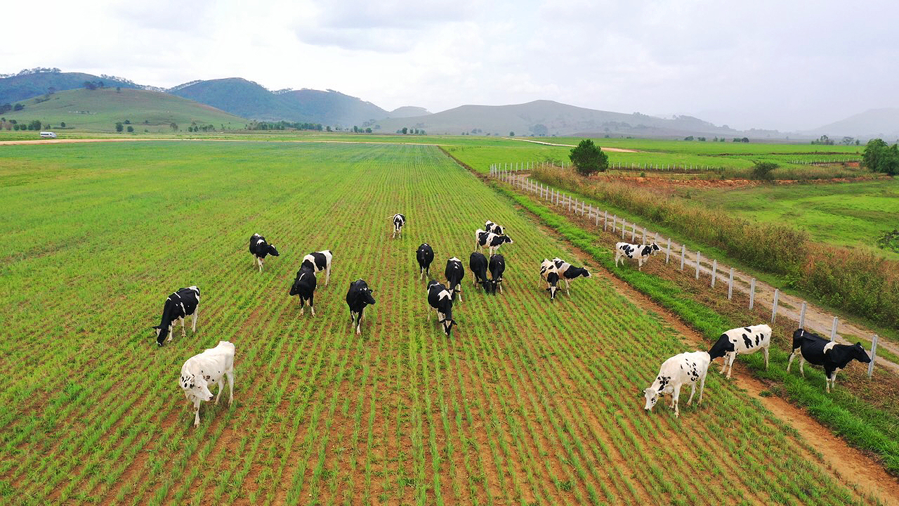 Trang trại Vinamilk: Trang trại Vinamilk là nơi nuôi bò sữa hàng đầu Việt Nam. Nhờ các biện pháp chăm sóc tốt, sữa ngon của bò Việt Nam được nhiều người tin dùng. Hãy mở ảnh để xem cách đàn bò được chăm sóc như con của những người nông dân tận tâm.