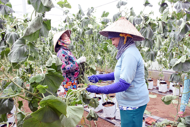 Quan sát và mô tả một số mô hình ở địa phương  Khác Lớp 11  Bài tập Khác  Lớp 11  Giải bài tập Khác Lớp 11  Lazivn 