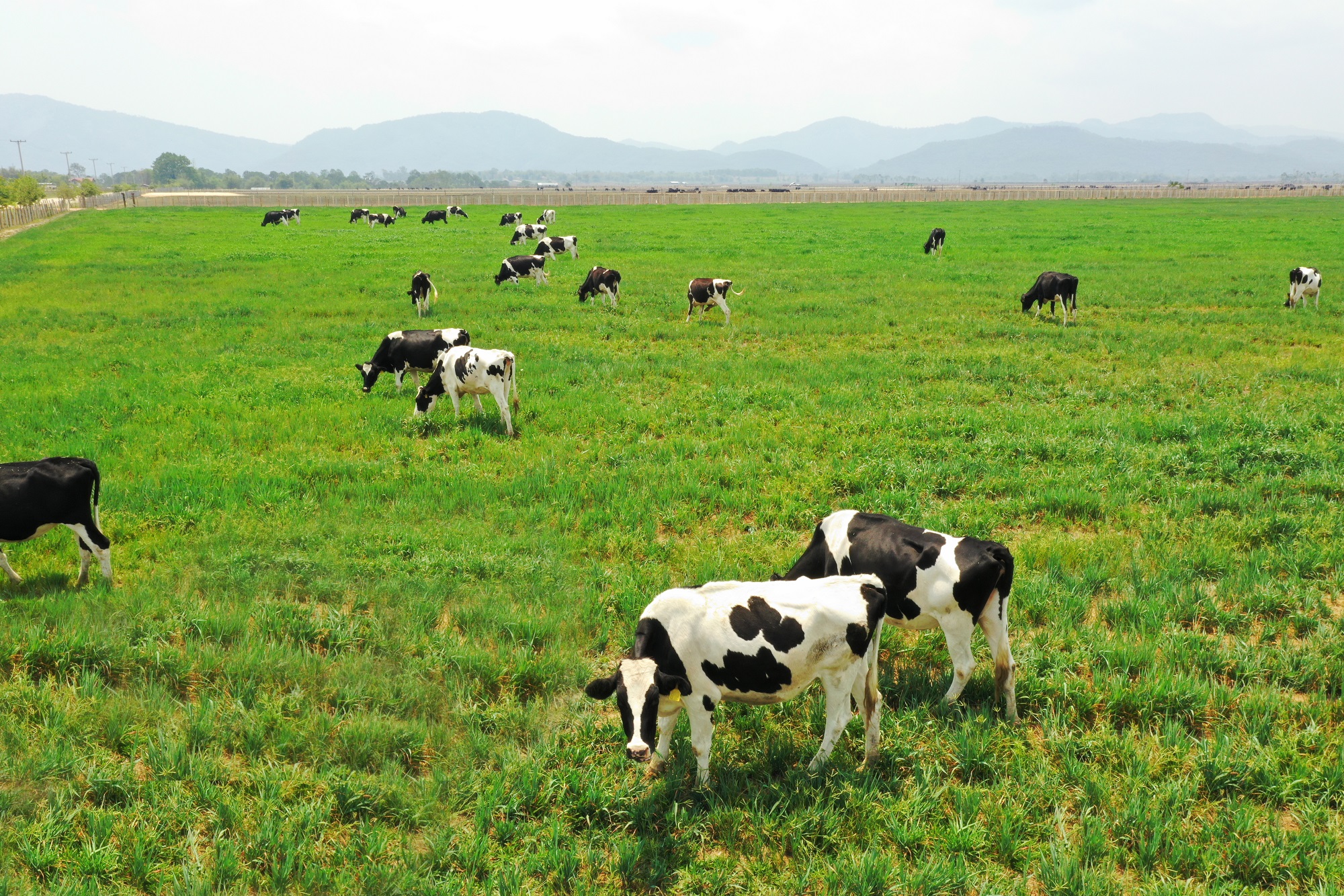 Tổ hợp trang trại bò sữa của Vinamilk tại Lào hoạt động vào quý I/2022