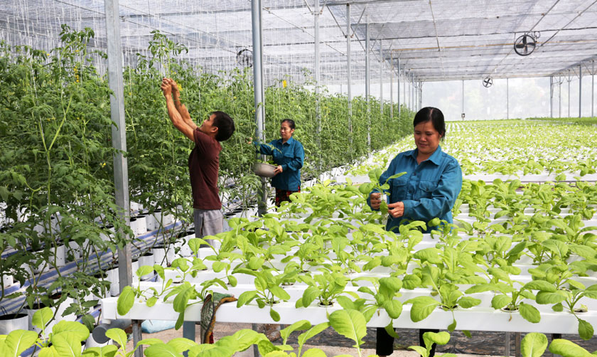 Hệ thống nông lâm kết hợpP1  VSCEF  Trung tâm Hỗ trợ Trang Trại Và  Doanh Nghiệp Nông Nghiệp Việt Nam