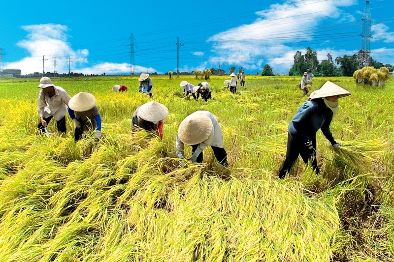 Image hình ảnh hình ảnh hình ảnh Ngô Anh Thu - Quy định hoạt động đặc thù của hợp tác xã nông nghiệp