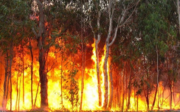 Nhiều địa phương có nguy cơ cháy rừng rất cao  Đài Phát thanh và Truyền  hình Điện Biên