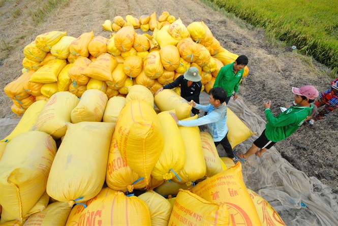 Thí điểm đưa thương lái vào chuỗi giá trị lúa gạo ở ĐBSCL