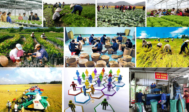 Mô hình kinh tế hợp tác xã nông nghiệp Đóng góp quan trọng trong xây dựng  nông thôn mới  Báo Bình Dương Online