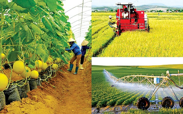 Phát triển nông nghiệp bền vững nâng cao chất lượng giá trị gia tăng