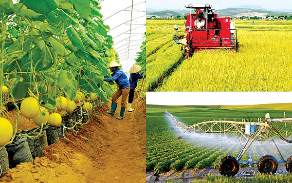 Phát triển nông nghiệp bền vững, nâng cao chất lượng, giá trị gia tăng