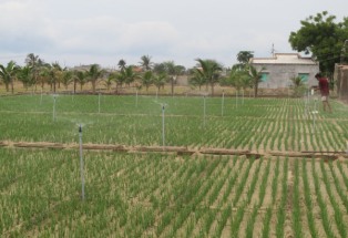 Áp dụng công nghệ tưới tiết kiệm nước cho cây trồng cạn  Tưới Nông Nghiệp  Tự Động