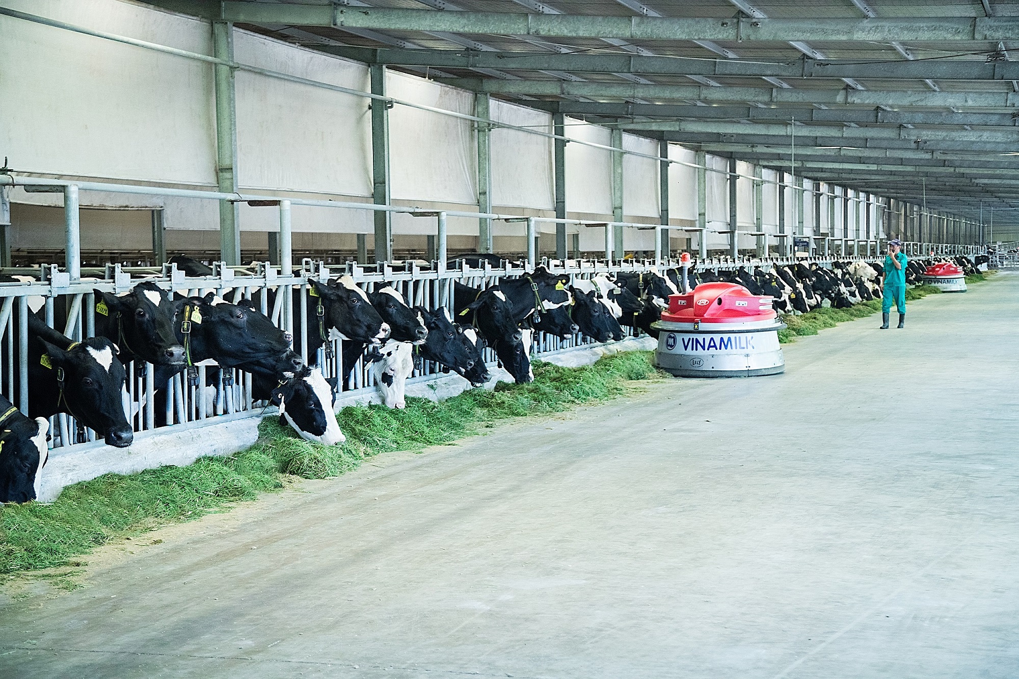 Hiệu quả mô hình nuôi bò sữa ở Bến Tre