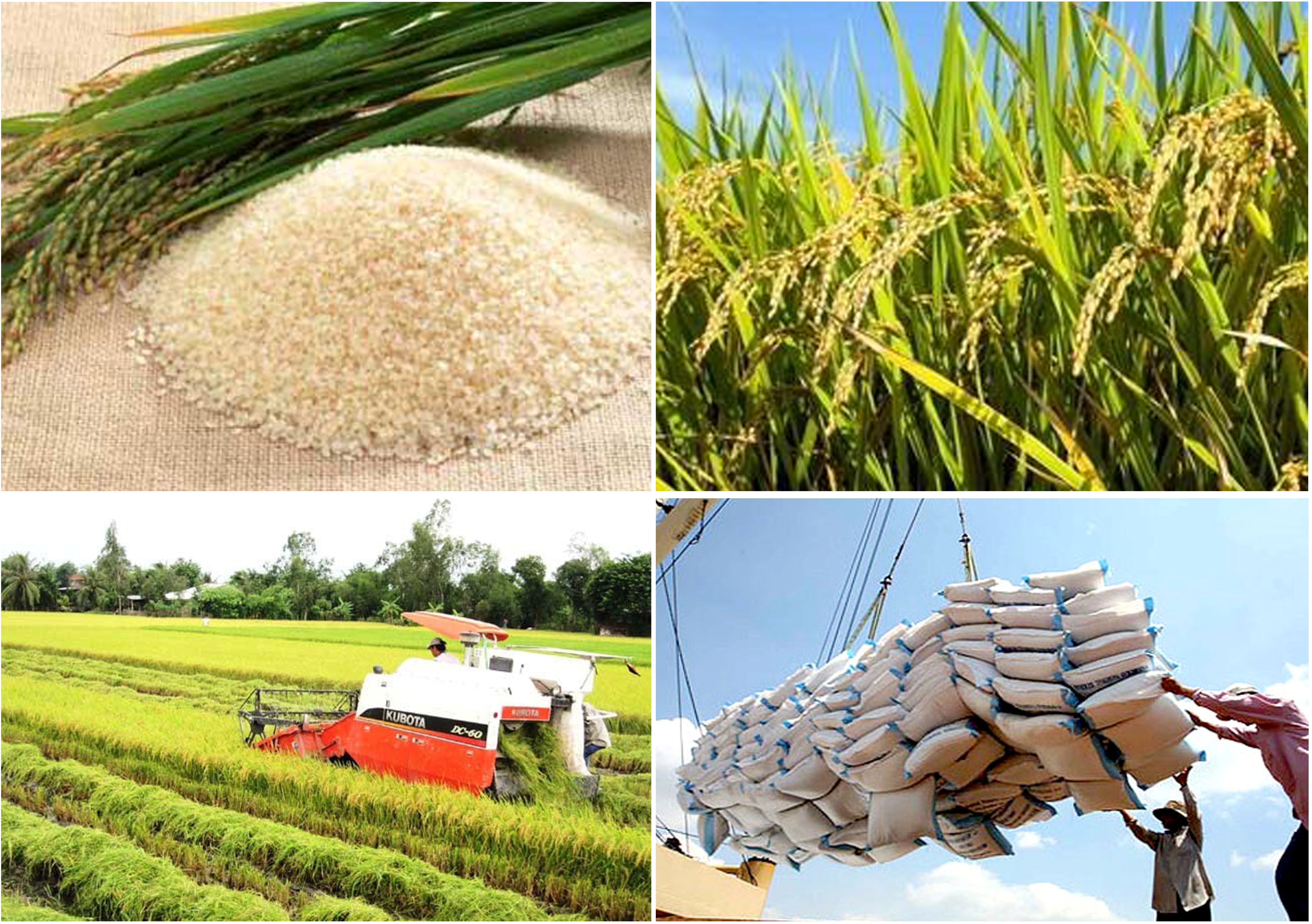 Xuất khẩu gạo là một ngành kinh doanh quan trọng của Việt Nam. Nếu bạn muốn thấy những hình ảnh đặc trưng của ngành này, hãy xem ảnh trong bộ sưu tập của chúng tôi.