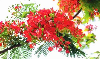 Hãy khám phá lễ hội Hoa Phượng Đỏ nổi tiếng của Việt Nam, nơi mà hàng nghìn bông hoa phượng được trưng bày và chiếu sáng tạo nên một không gian thần tiên.