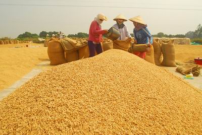 Lúa mùa nổi  từ đồng ruộng đến bàn ăn