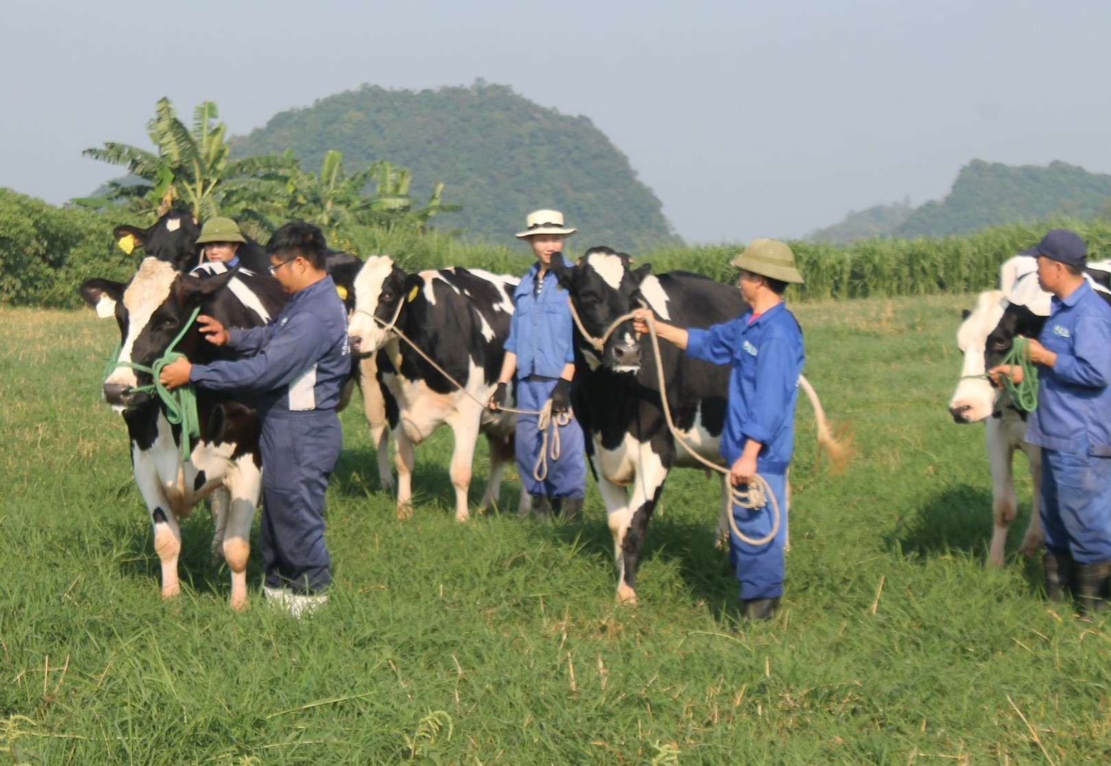 Đại gia súc đang áp dụng chiến lược mới trong chăn nuôi để tạo ra sản phẩm sữa tốt nhất. Hãy xem hình ảnh liên quan để tìm hiểu về các chiến lược này và đóng góp của đại gia súc trong cải tiến chất lượng sản phẩm sữa.