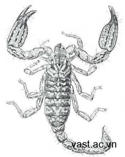 Chiêm ngưỡng bộ sưu tập hình xăm bọ cạp đẹp nhất