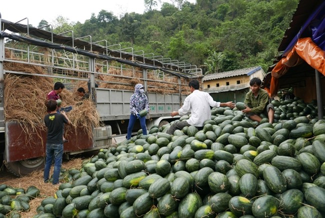 Chủ động trong kế hoạch sản xuất, kinh doanh dưa hấu