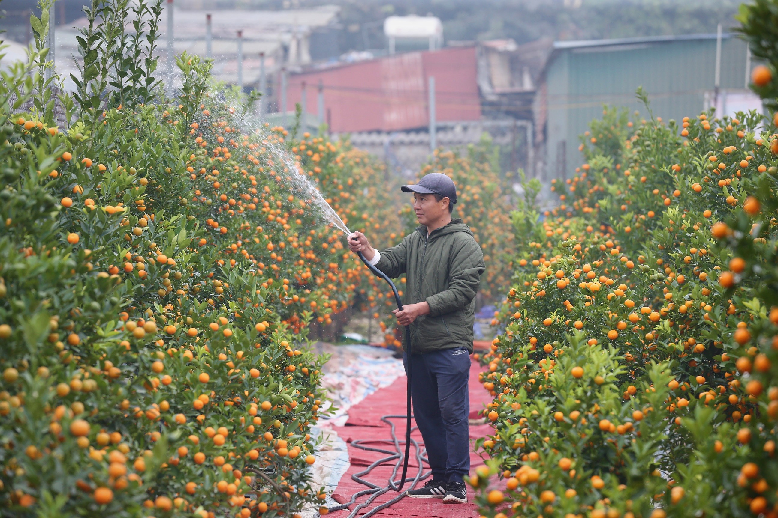 Trồng đào quất Tết (Grow kumquat tree for Lunar New Year): Trồng đào quất cho Tết Nguyên Đán tượng trưng cho may mắn, tài lộc và sự sung túc. Hình ảnh việc trồng cây đào quất, chăm sóc, tưới nước bằng tay sẽ cùng những quả đào đỏ rực, mọng nước sẵn sàng cho ngày Tết sẽ là hình ảnh đầy bổ ích và đầy ý nghĩa cho một năm mới tràn đầy tiềm năng.