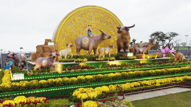 Ảnh Cận cảnh đàn trâu đồng quê Việt Nam chuẩn bị ra đường hoa Nguyễn Huệ  đón Tết Tân Sửu 2021