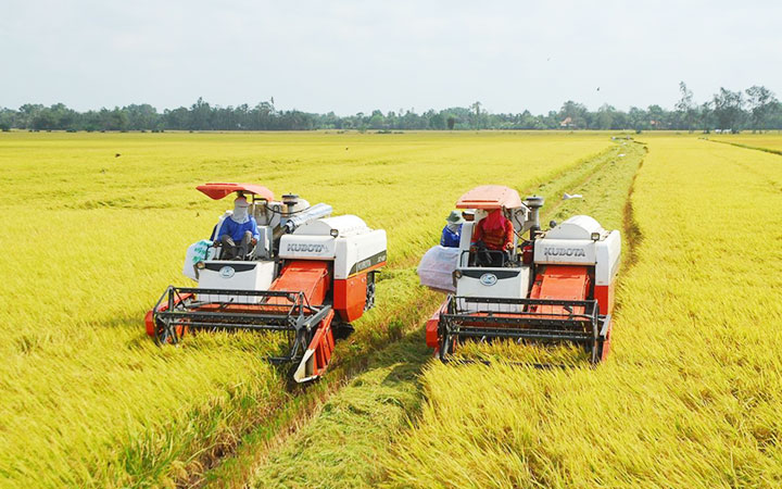Liên kết sản xuất lúa theo mô hình cánh đồng lớn gắn với tiêu thụ