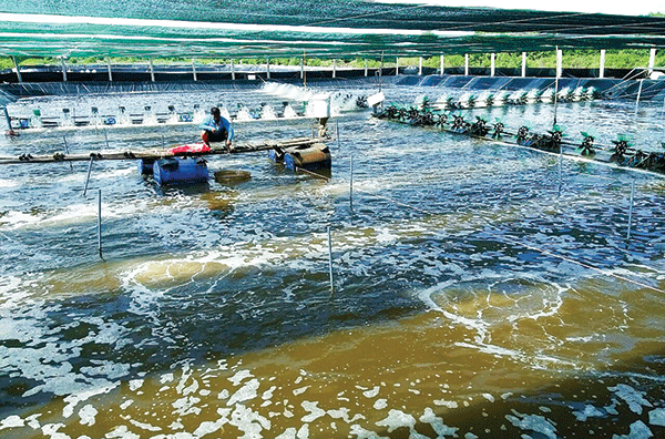 Ngư dân cù lao Tiền Giang không còn mặn mà với mô hình nuôi tôm công nghiệp   Tạp chí Người Nuôi Tôm