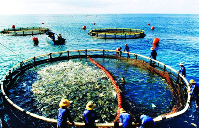 Nuôi trồng thủy sản hướng đến mục tiêu bền vững  Tạp chí Thủy sản Việt Nam