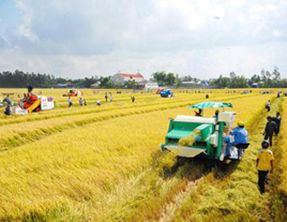 Mô hình sản xuất lúa gạo sạch theo hướng hữu cơ đem lại hiệu quả cao