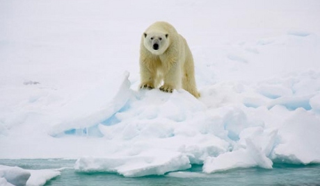 Bạn muốn bảo vệ loài Gấu Bắc Cực đang gặp nguy hiểm do các tác động của con người? Hãy truy cập vào bộ sưu tập hình của chúng tôi để hiểu rõ hơn về các đề xuất bảo vệ và cách chúng ta có thể giúp đỡ những sinh vật quý giá này.