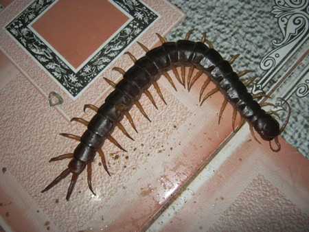 Quảng Nam: Bắt được rết “khổng lồ” dưới kệ tivi