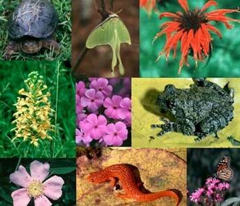 Bảo tồn sinh học: Tham gia một cuộc phiêu lưu kỳ thú chiêm ngưỡng các hình ảnh đẹp và đầy sức sống về những khu vực bảo tồn sinh học. Qua đó, bạn sẽ được nhìn thấy những sự đa dạng phong phú của các loài động thực vật trên trái đất và hiểu rõ hơn về tầm quan trọng của việc bảo tồn môi trường và các loài động vật.