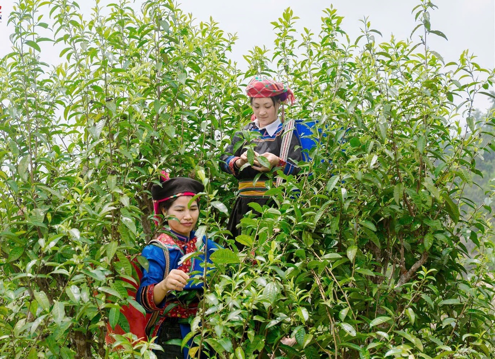 Phát dương văn hóa các dân tộc thiểu số từ Nghị quyết 80 - Bài 1: Giữ bản sắc, dựng tương lai- Ảnh 6.