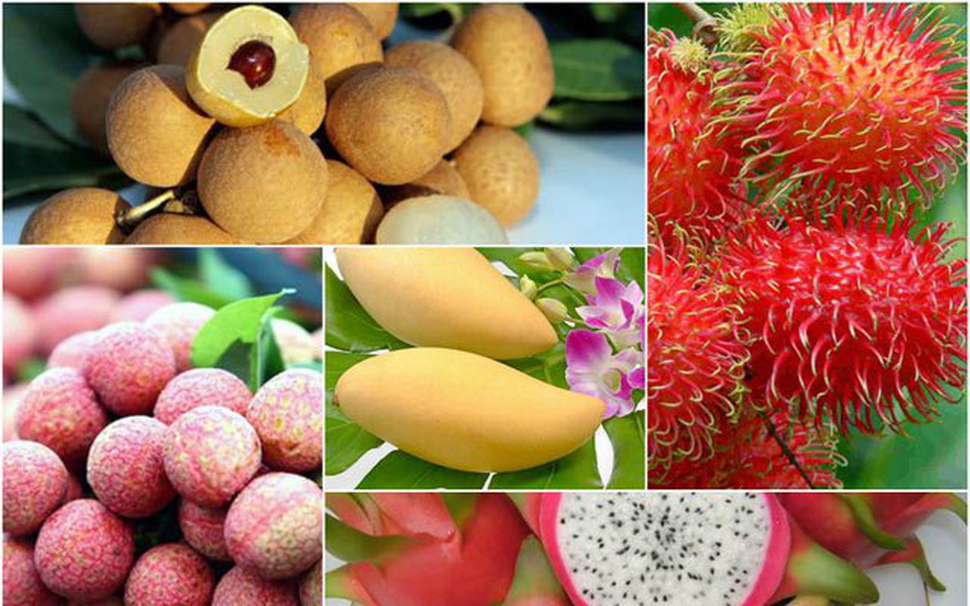 越南中国将签署关于越南水果出口中国植物检疫要求议定书