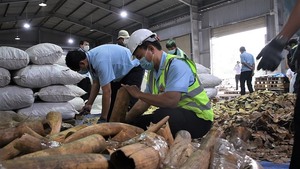 Đà Nẵng: Phát hiện hơn 6 tấn hàng lậu nghi là ngà voi, vảy tê tê