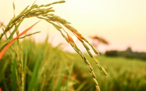 Nông nghiệp: Phá bỏ ‘lực cản’ để tạo thêm nhiều ngành hàng ‘tỷ đô’