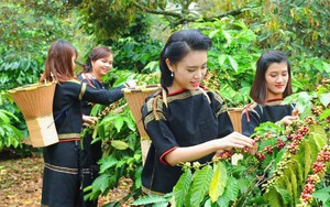 Việt Nam giữ vững vị thế là quốc gia cung ứng cà phê hàng đầu thế giới