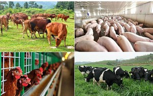 Tăng cường phòng chống dịch bệnh động vật, bảo đảm nguồn cung thực phẩm cuối năm