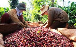 Xuất khẩu cà phê của Việt Nam tiếp tục tăng cả về lượng và giá trị