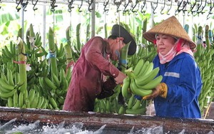 Xuất khẩu chuối chính ngạch sang Trung Quốc: Cơ hội lớn xây dựng ngành hàng nông sản mới