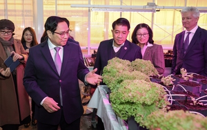 'Hà Lan sẵn sàng là đối tác đồng sáng tạo với Việt Nam trong nông nghiệp'