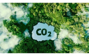 Xây dựng thị trường tín chỉ carbon rừng ở Việt Nam