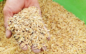 Xuất cấp 263 tấn hạt giống hỗ trợ tỉnh Ninh Thuận 