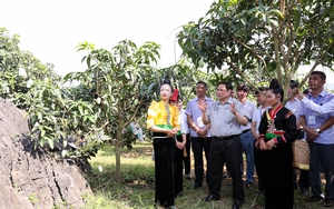 Thủ tướng: "Đưa cây ăn quả lên sườn dốc" là thay đổi tư duy quan trọng