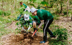 Nestlé Việt Nam tham gia trồng rừng góp phần giảm tác động biến đổi khí hậu