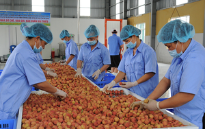 Tìm công nghệ bảo quản để tăng giá trị vải thiều