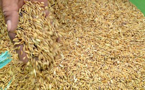 Xuất cấp 647,3 tấn hạt giống lúa hỗ trợ tỉnh Quảng Ngãi