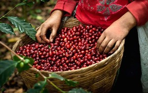 Cà phê Việt Nam được thị trường Anh ưa chuộng