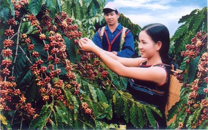 Ngành cà phê Việt Nam có thể thiết lập mốc kim ngạch kỷ lục mới