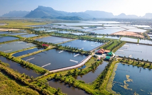 Giảm 30% tiền thuê đất, thuê mặt nước cho đối tượng bị ảnh hưởng bởi dịch COVID-19