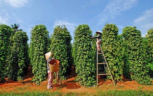 Giá xuất khẩu hạt tiêu năm 2022 tăng gần 19%