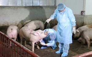 Quyết liệt phòng, chống bệnh Dịch tả lợn Châu Phi