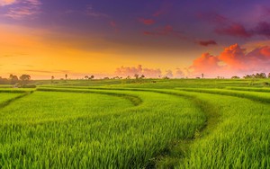 Phát triển nông nghiệp xanh từ vựa lúa Việt Nam