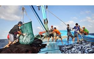 Chống khai thác hải sản bất hợp pháp, quyết tâm gỡ cảnh báo "Thẻ vàng"
